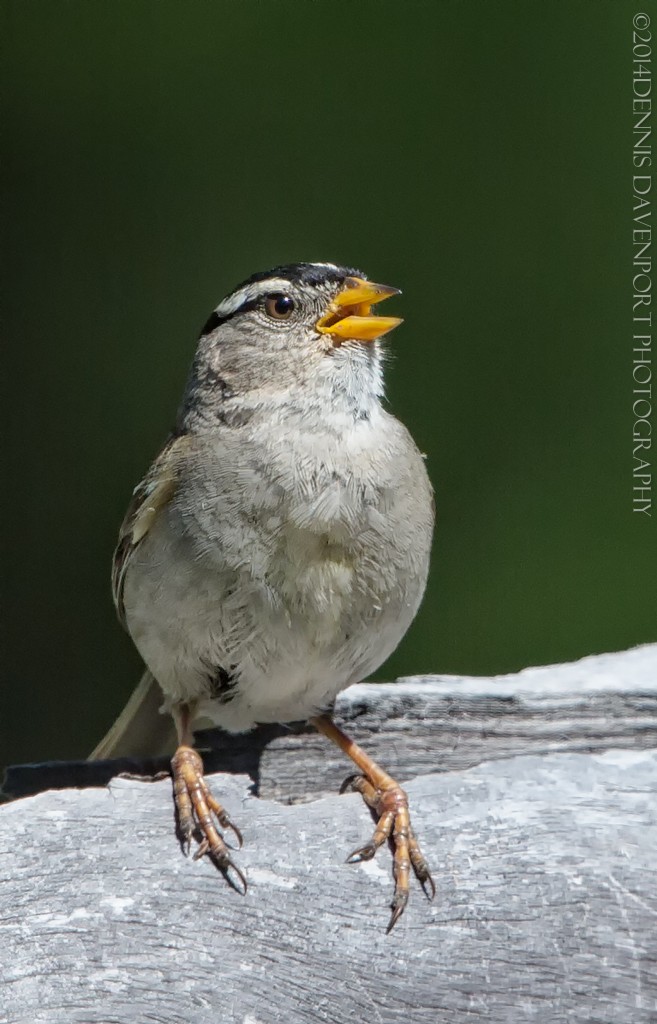 _15A9646-Edit-Edit20140707MHNF   white-crowned sparrow