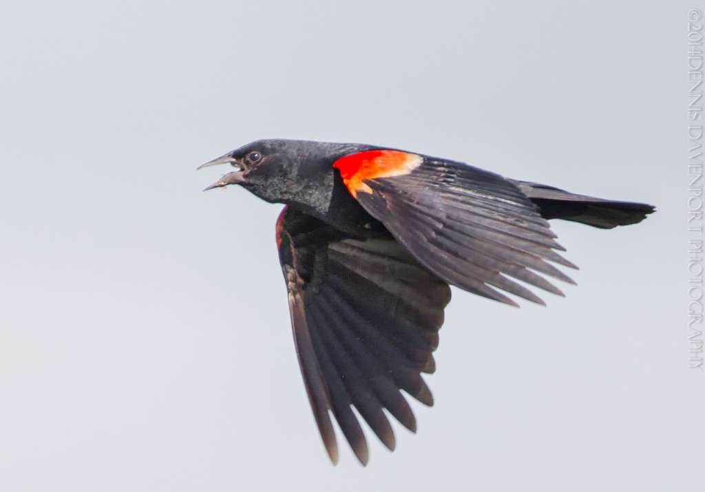 _15A9902-Edit20140707RNWR  red-winged blackbird  flight