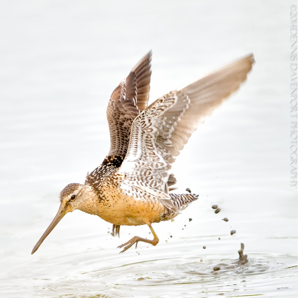 _15A3048-Edit20140829RNWR  long-billed dowitcher jumping
