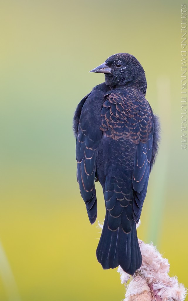 _15A4352-Edit20140908RNWR  red-winged blackbird juvenile