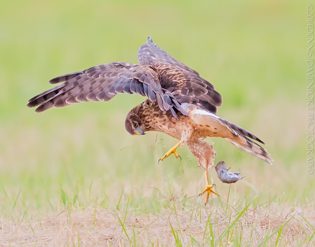 _15A4571-Edit20140908RNWR  Northern Harrier with mouse