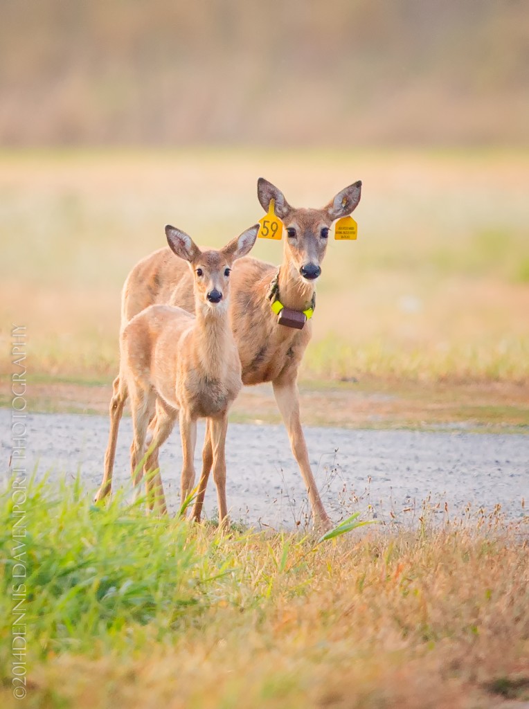 _15A4937-Edit20140916RNWR  Columbia White-tailed Deer & fawn