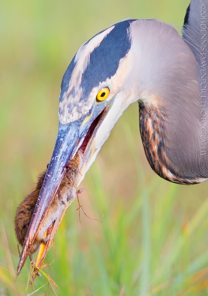 _15A7851-Edit20141027RNWR   great blue heron with catch