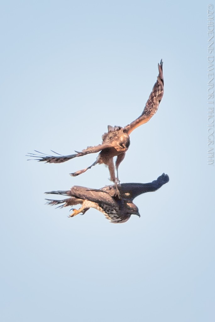 _DM20841-Edit20141130RNWR   northern harrier/red-tailed hawk