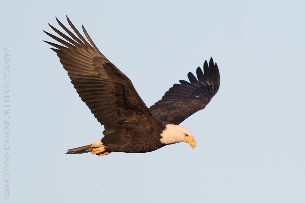 _DM23589-Edit20141214RNWR  bald eagle flight