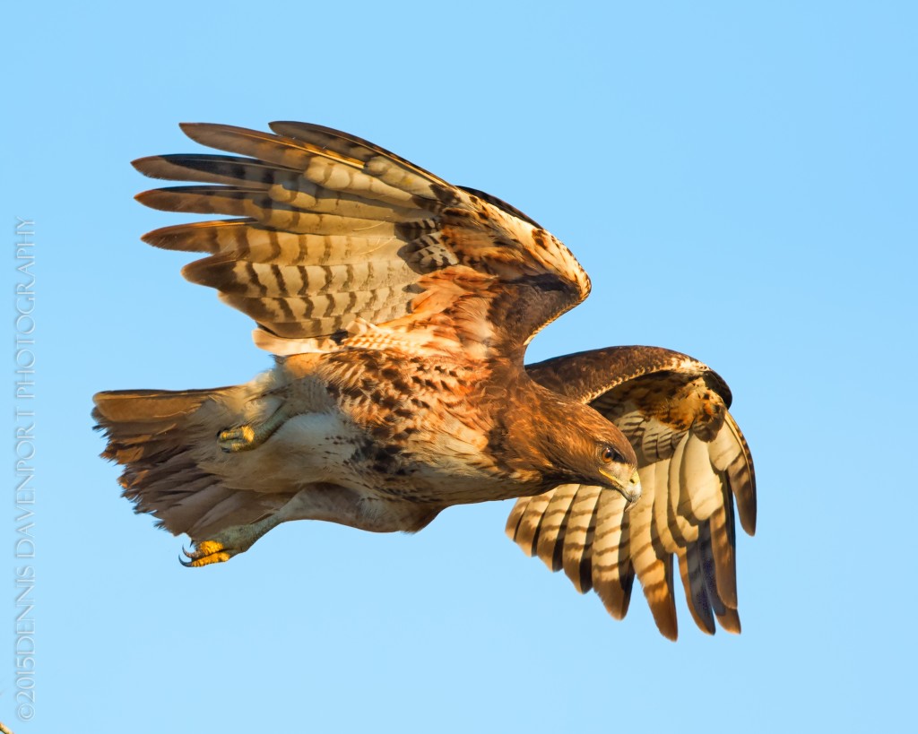 _DM28015-Edit20150130RNWR  red-tailed hawk flight