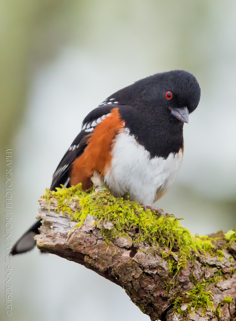 _15A2284-Edit20150130RNWR   spotted towhee