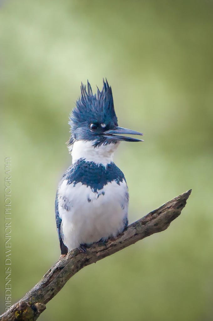 _15A2648-Edit-Edit20150130RNWR  belted kingfisher