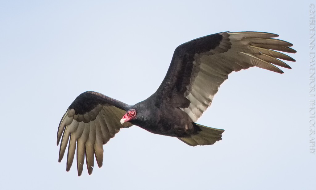 _DM21099-Edit20150319RNWR    turkey vulture flight