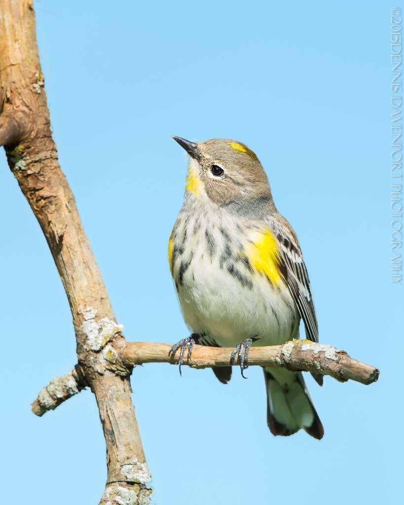 _15A6125-Edit20150506RNWR   yellow-rumped warbler
