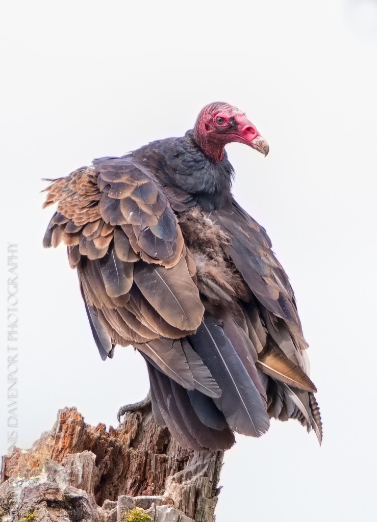 _DM24103-Edit-Edit20150710RNWR   turkey vulture