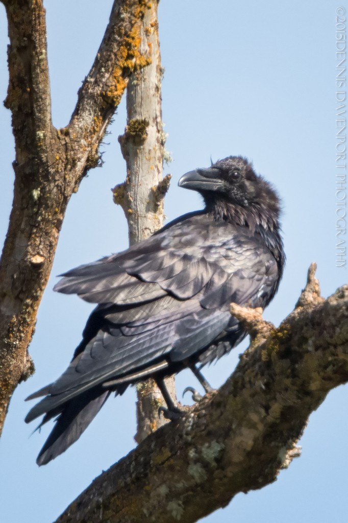 _DM25131-Edit-Edit20150714RNWR  raven fledgling