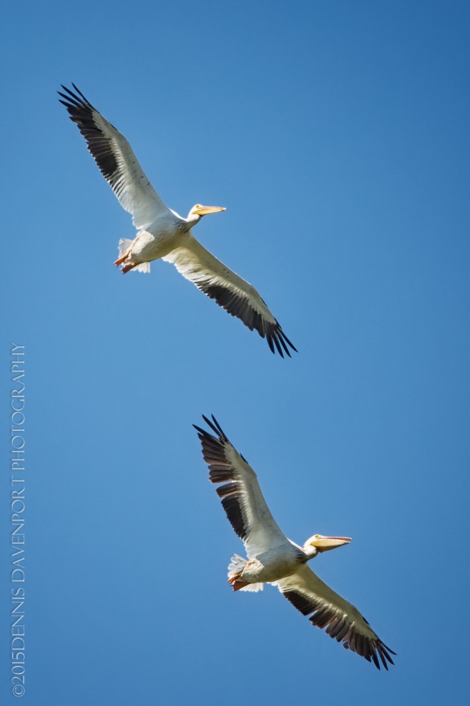 _15A9348-Edit20150729RNWR  american white pelicans