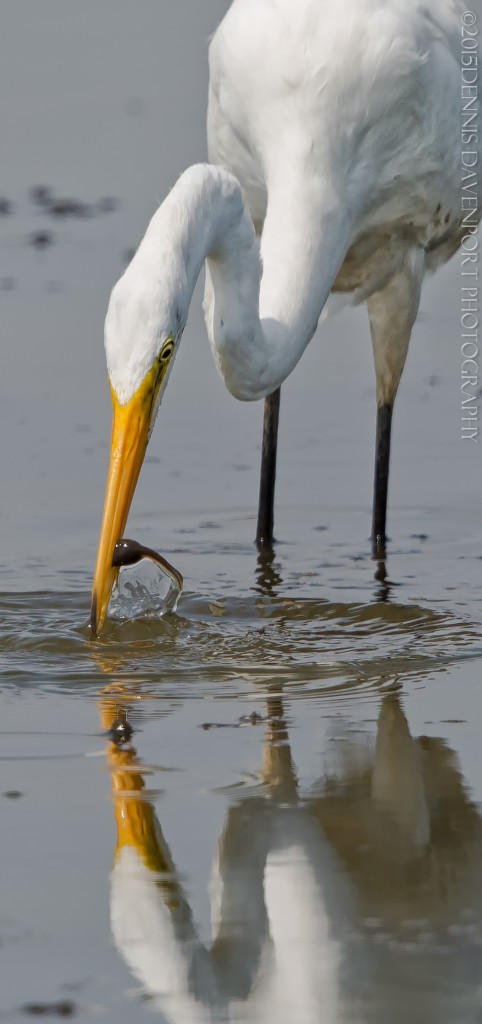 _15A9506-Edit20150811RNWR   great egret with catch