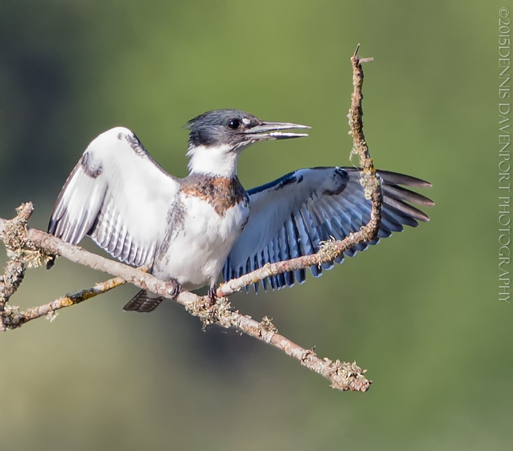 _15A9899-Edit20150826RNWR   belted kingfisher