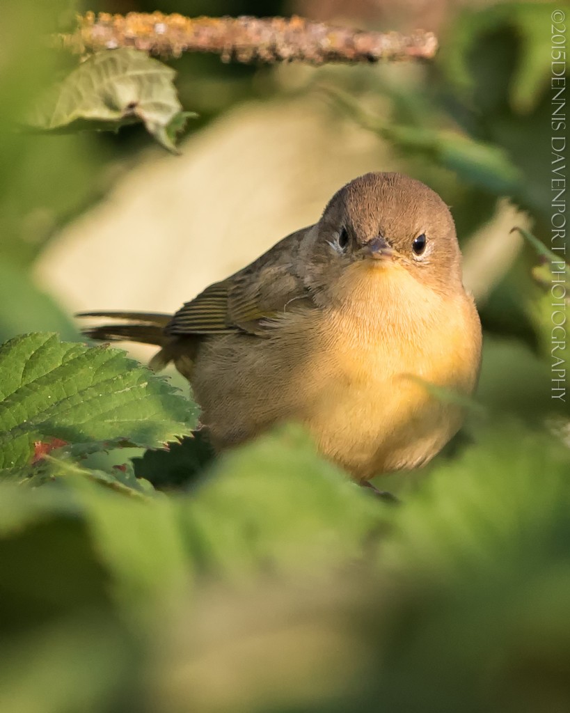 _DM26336-Edit-Edit20150811RNWR   common yellowthroat