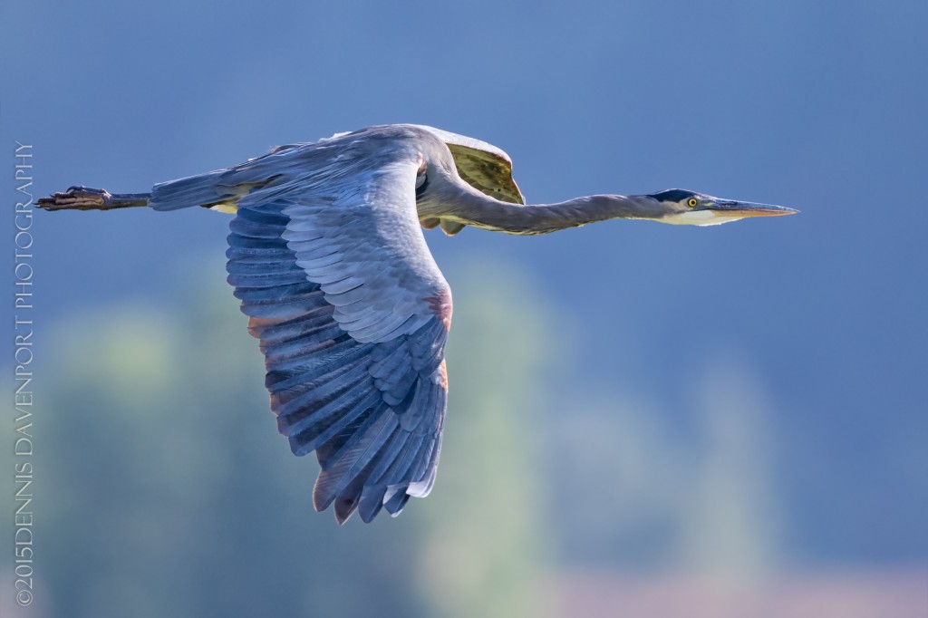 _DM27540-Edit20150826RNWR  great blue heron flight