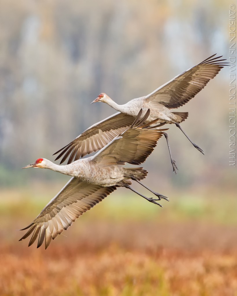 _15A2012-Edit20151023RNWR  sandhill cranes flight