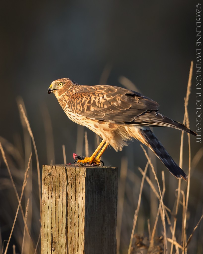 _15A3914-Edit20151109RNWR  northern harrier with catch