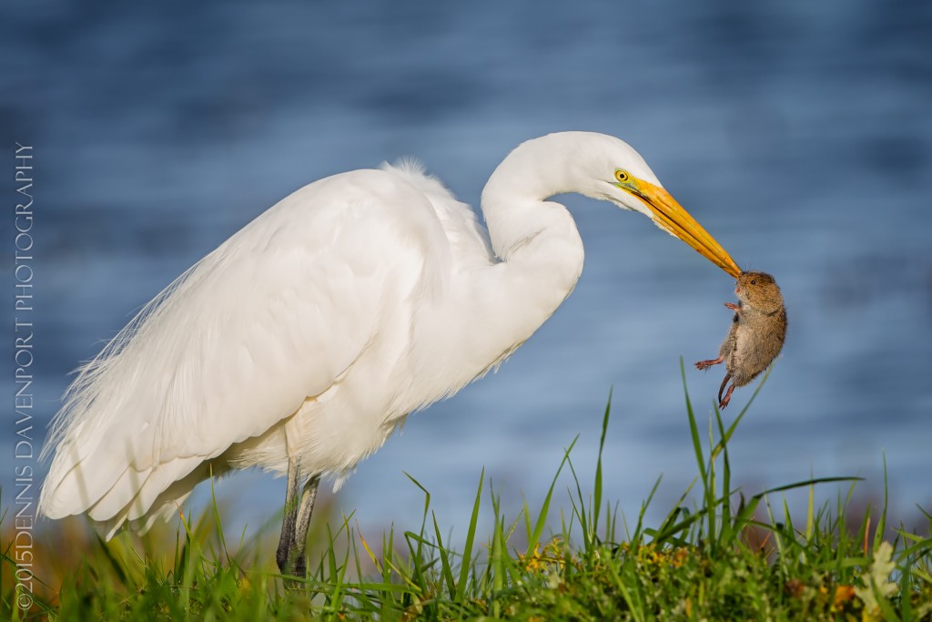 _15A4507-Edit20151120RNWR  great egret with catch