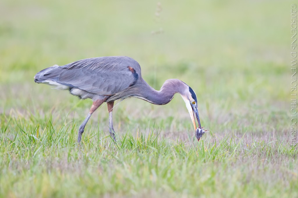 _15A2823-Edit20151027RNWR  great blue heron with catch