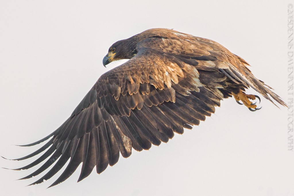 _15A4339-Edit20151120RNWR  immature bald eagle flight