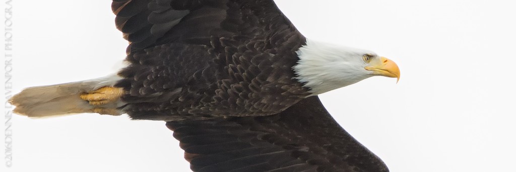 _15A1542-Edit20160318RNWR  bald eagle in flight