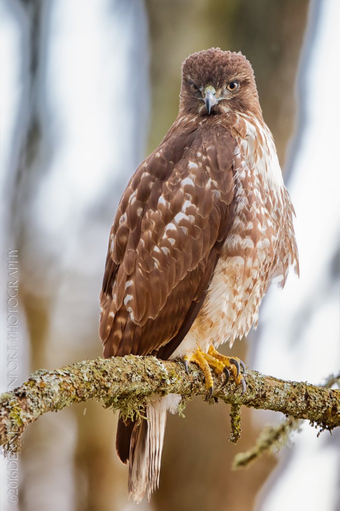 _15A2171-Edit20160323RNWR   red-tailed hawk juvenile