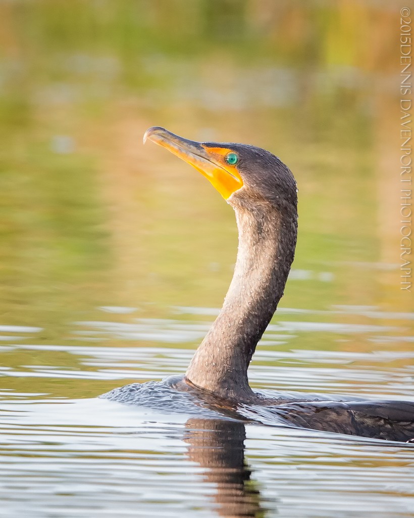 _15A4083-Edit20151120RNWR   double-crested cormorant