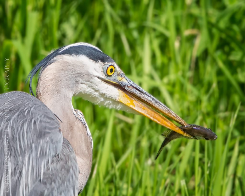 _15A3287-Edit20160531RNWR  great blue heron with fish