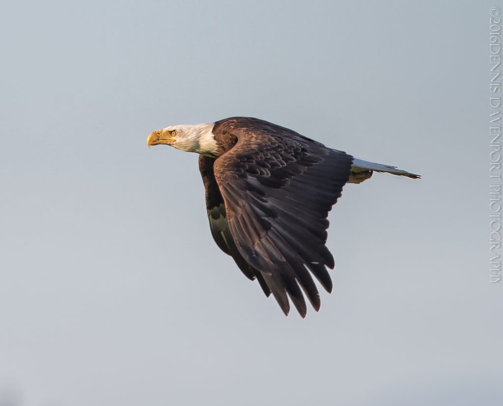 _15A4103-Edit20160701RNWR  bald eagle flight