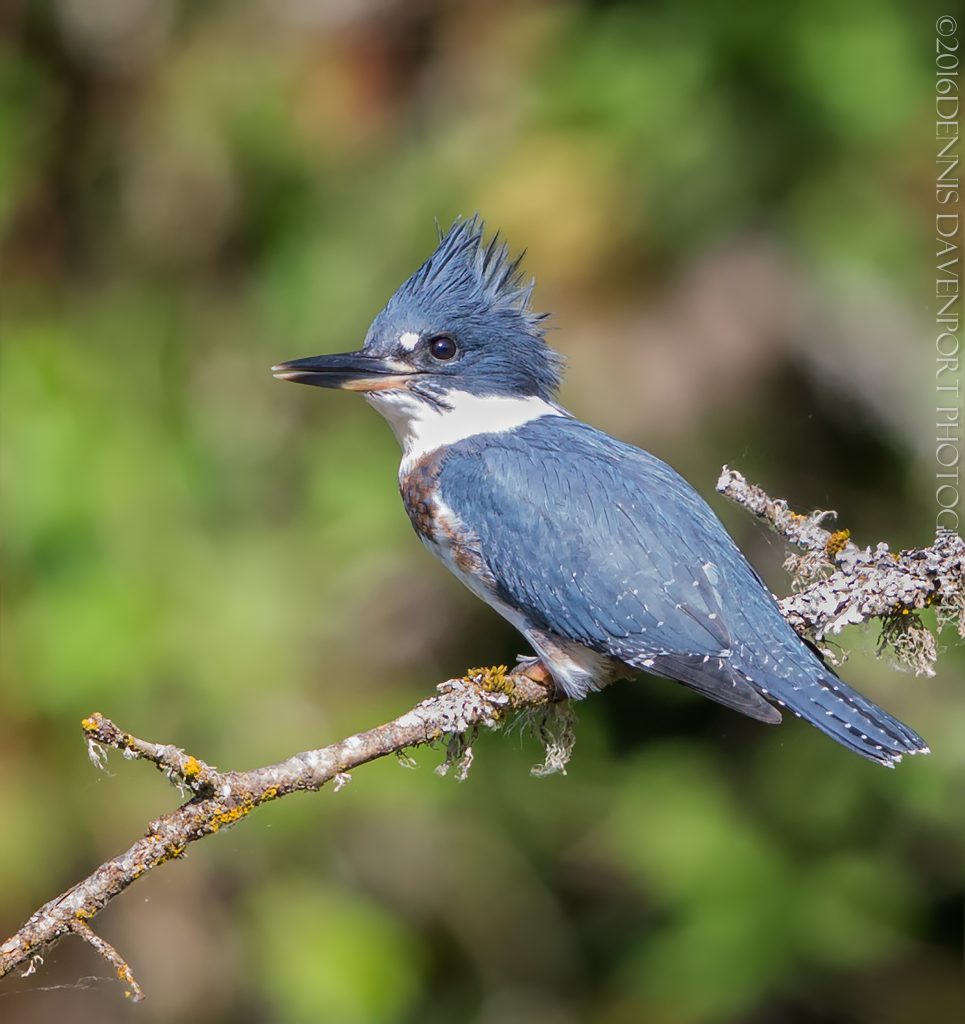 _15A4432-Edit20160701RNWR   belted kingfisher