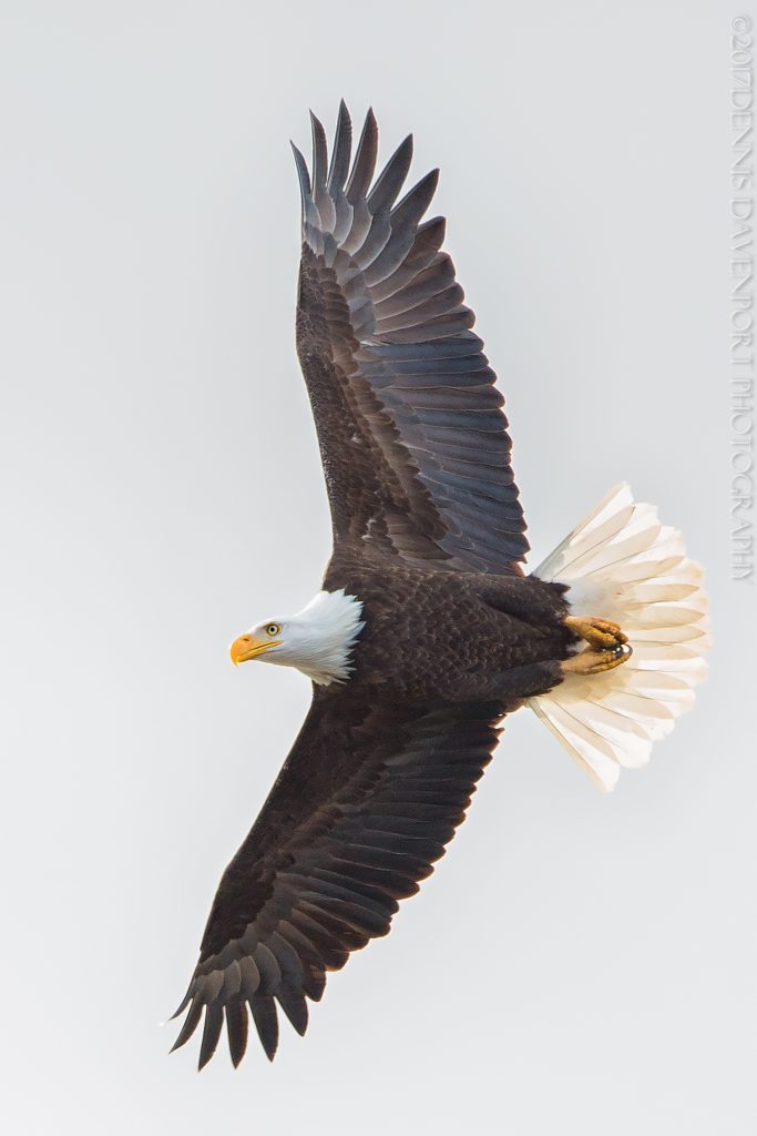 _15A3629-Edit-Edit-Edit-Edit20170301RNWR  bald eagle flight