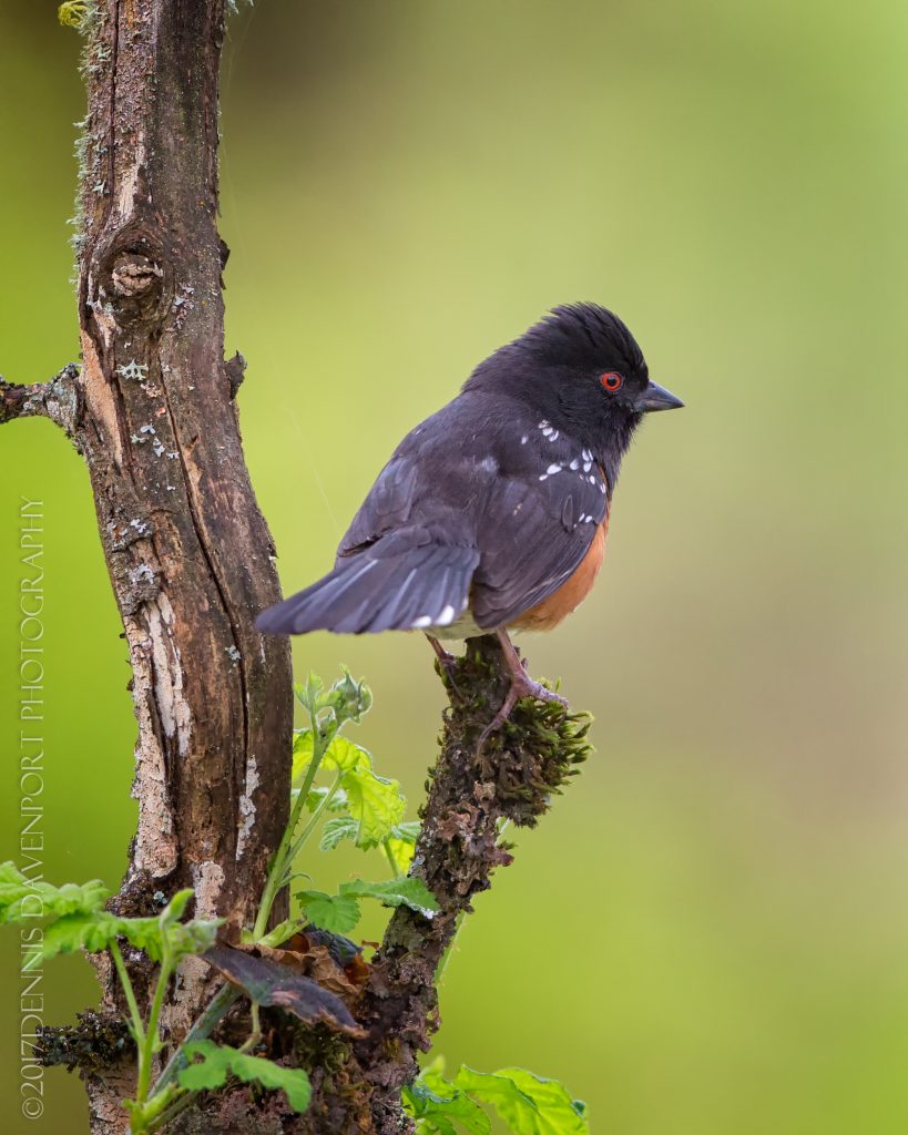 _15A4440-Edit20170404RNWR  spotted towhee