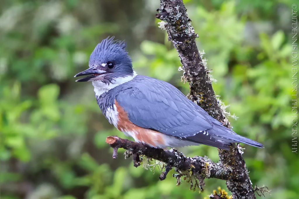 _15A5895-Edit20170426RNWR   belted kingfisher