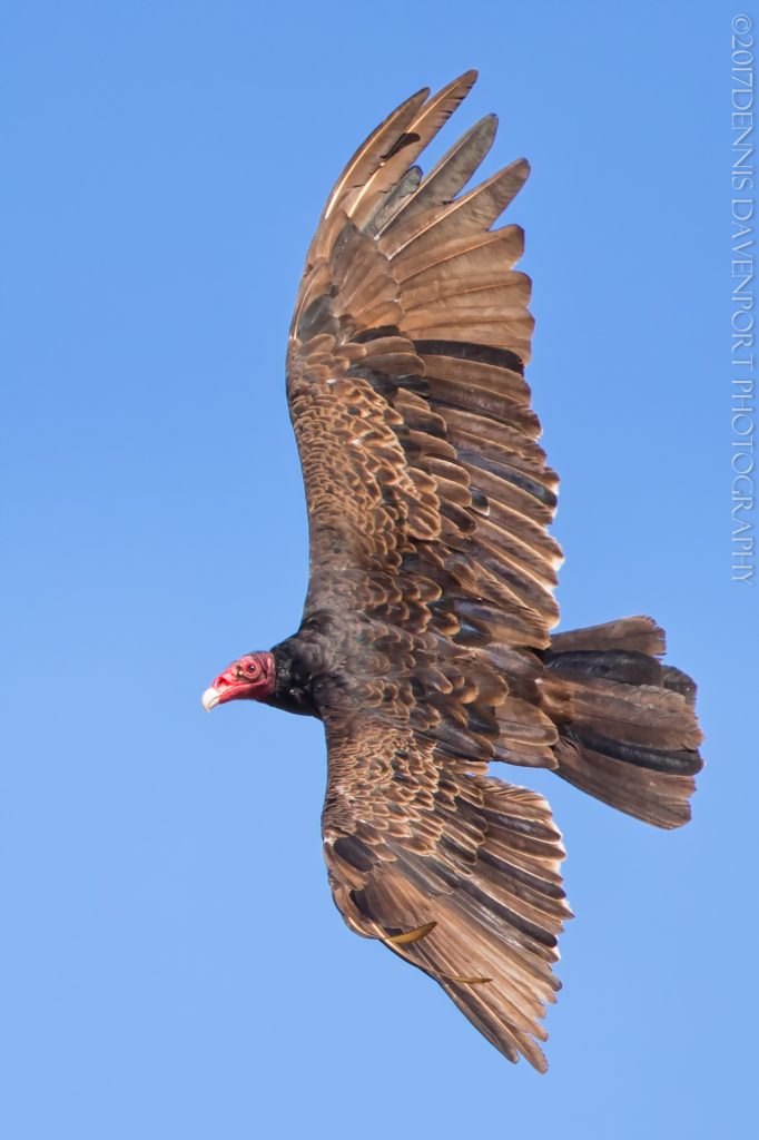 _DM29178-Edit20170726RNWR  Turkey Vulture flight