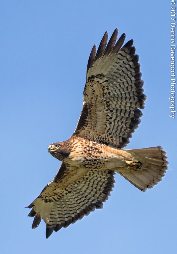 _DM29671-Edit20171027RNWR  red-tailed hawk in flight