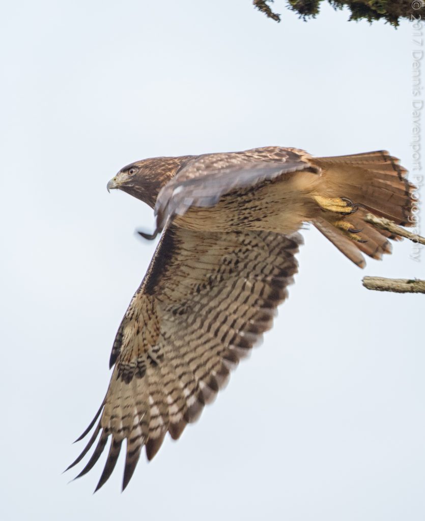 _15A0303-Edit  red-tailed hawk flight