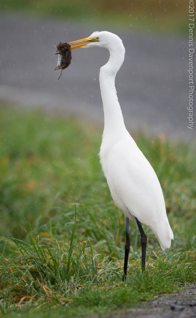 _15A0511-Edit website gallery Great Egret with catch
