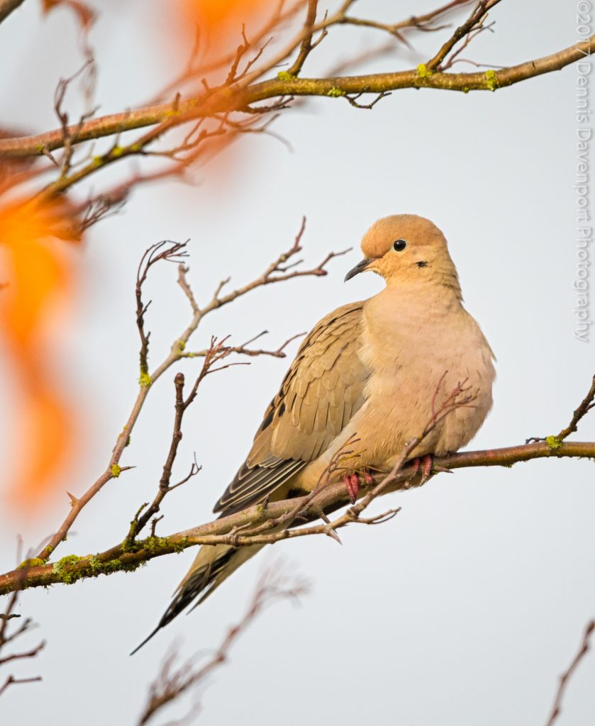 _15A0943-Edit  mourning dove