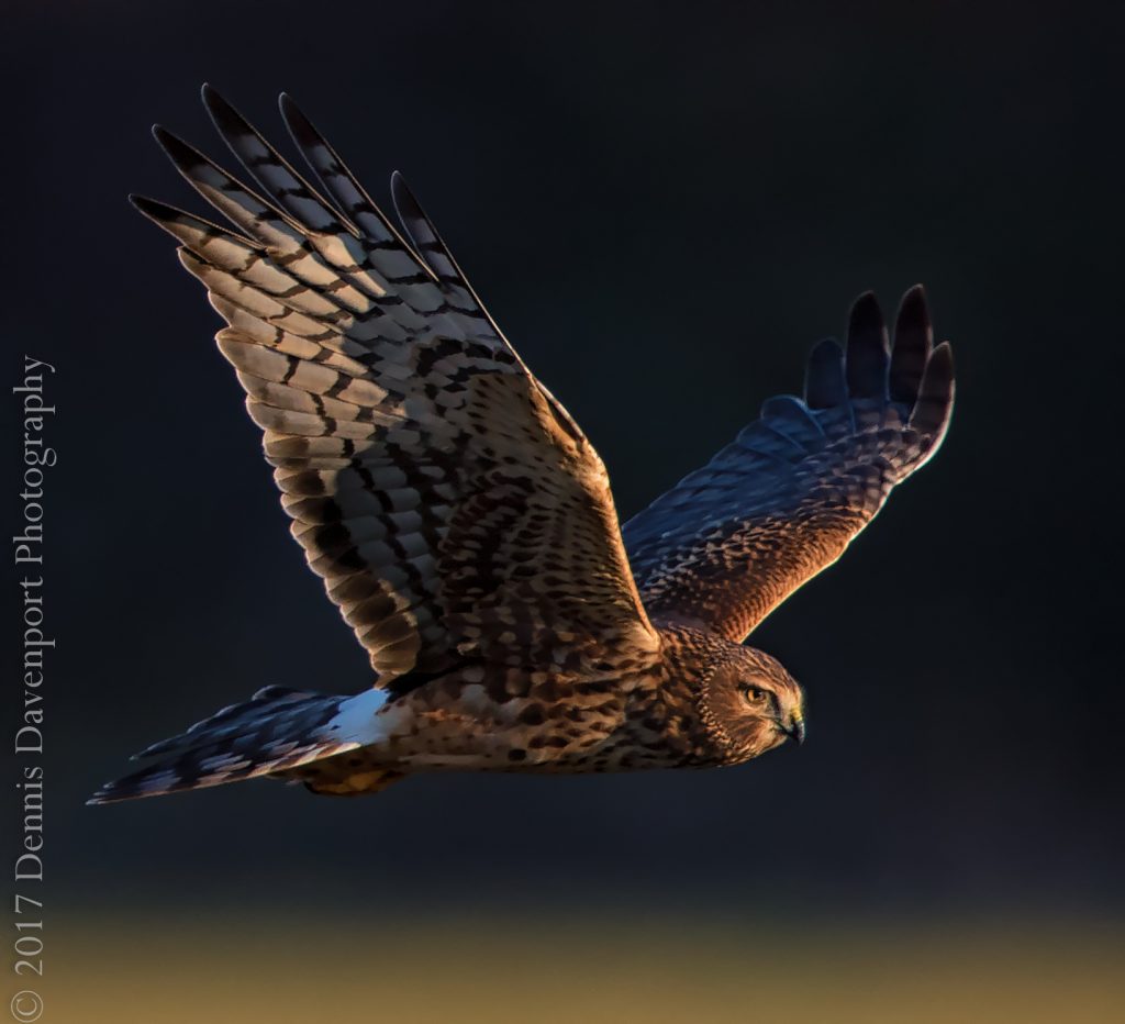 _DM20975-Edit _Gallery Northern Harrier at dusk