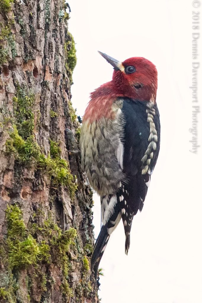 _15A2422-Edit  red-breasted sapsucker