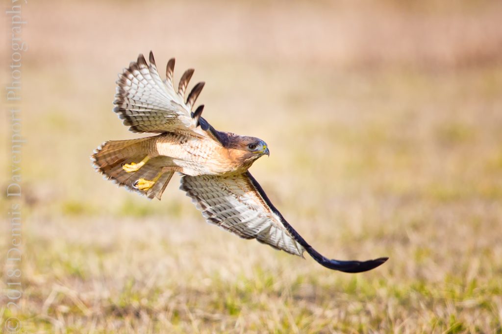_15A2817-Edit   red-tailed hawk flight