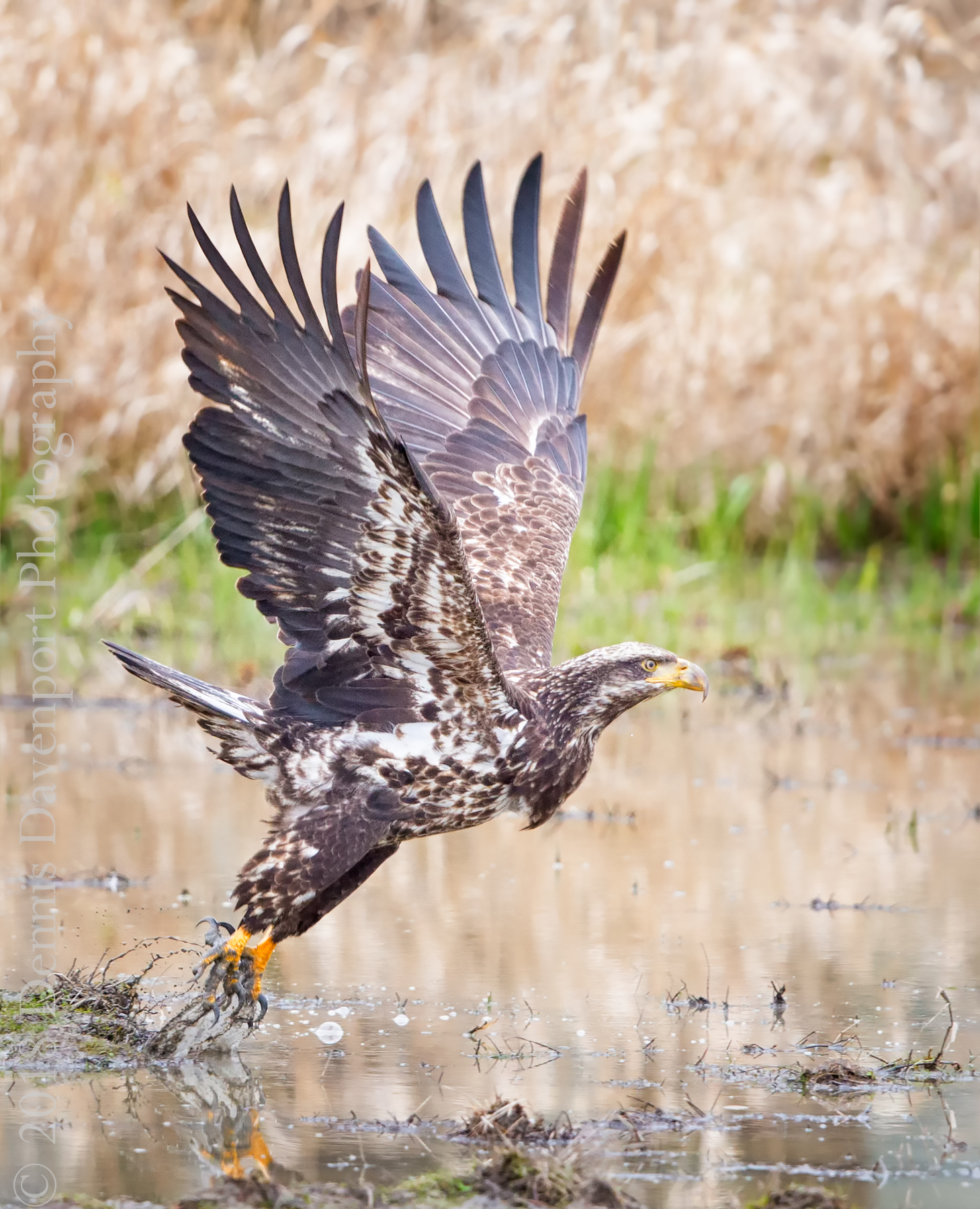 Out Of The Mud Dennisdavenportphotography