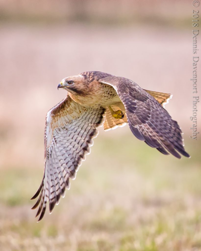 _15A4009-Edit  red-tailed hawk flight