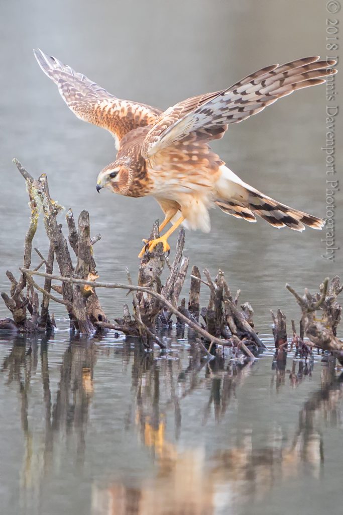 _15A4794-Edit  northern harrier male
