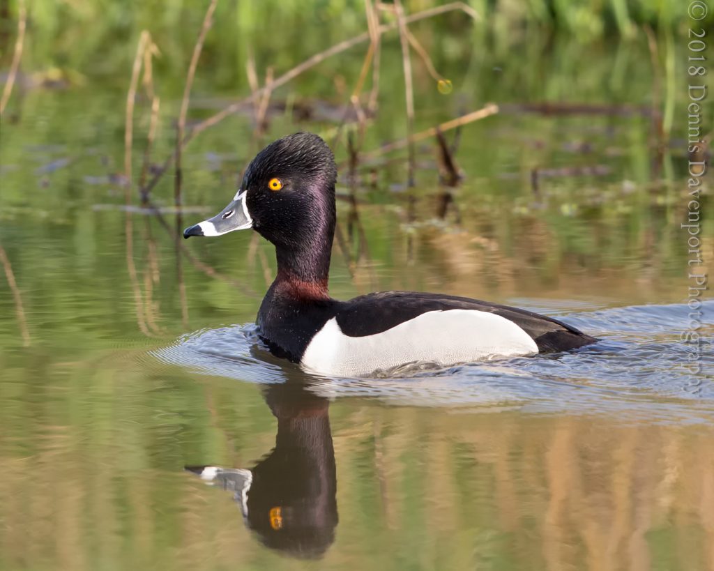_15A5692-Edit ring-necked duck
