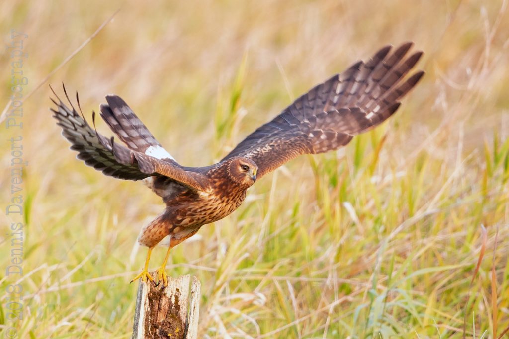 _15A8183-Edit   northern harrier launch