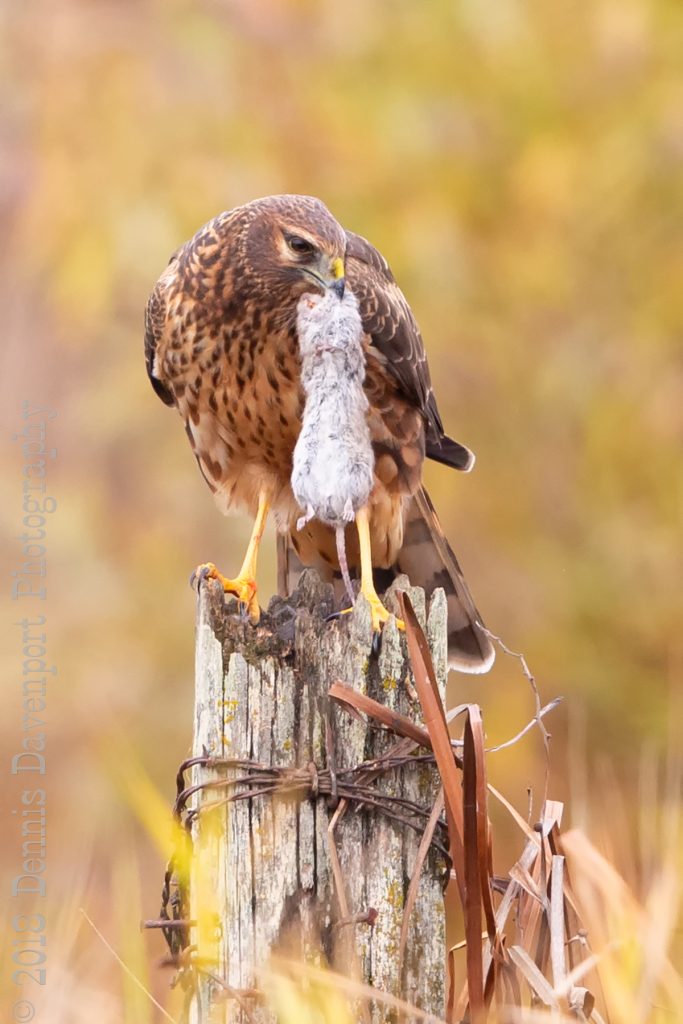 _15A7837-Edit   northern harrier with catch