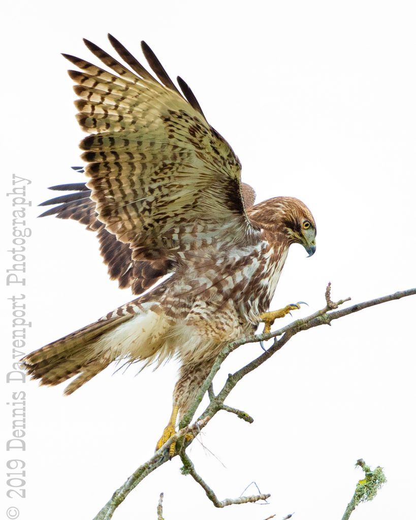 _15A9386-Edit   red-tailed hawk